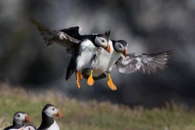 Vestmannaeyjar: Puffin, Island, and Volcano Boat Tour