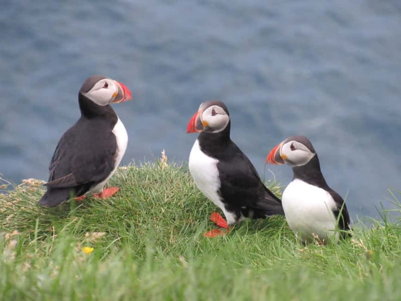 Vestmannaeyjar: Puffin, Island, and Volcano Boat Tour - Who will enjoy this boat tour most?