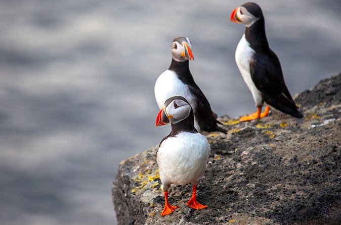 Vestmannaeyjar, Puffins & Volcanoes Small Group Day Tour - Climbing Mt. Eldfell after lunch