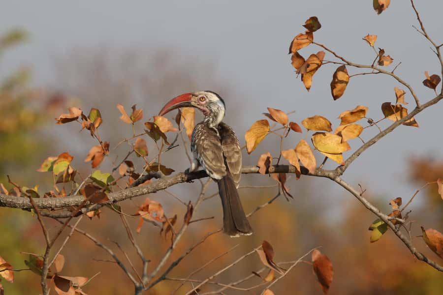 Victoria Falls: Private Birdwatching Safari near the town - Key things to know before you book