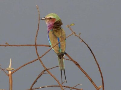 Private Birdwatching Safari near the town