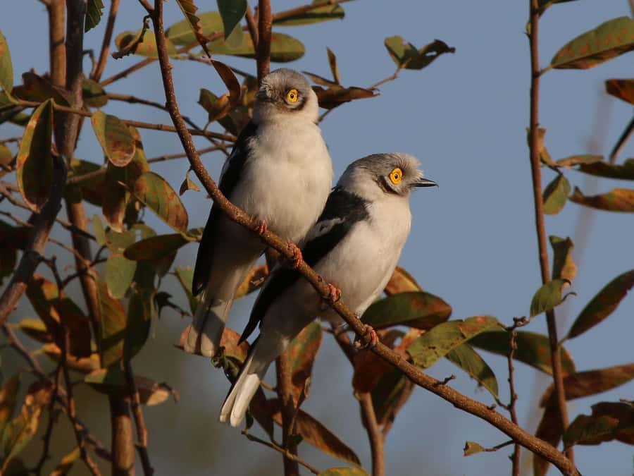 Victoria Falls: Private Birdwatching Safari near the town - Following the Zambezi River shore
