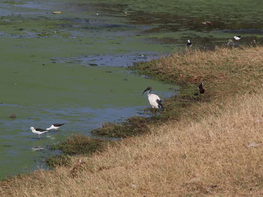 Victoria Falls: Private Birdwatching Safari near the town - What the $130 price gets you