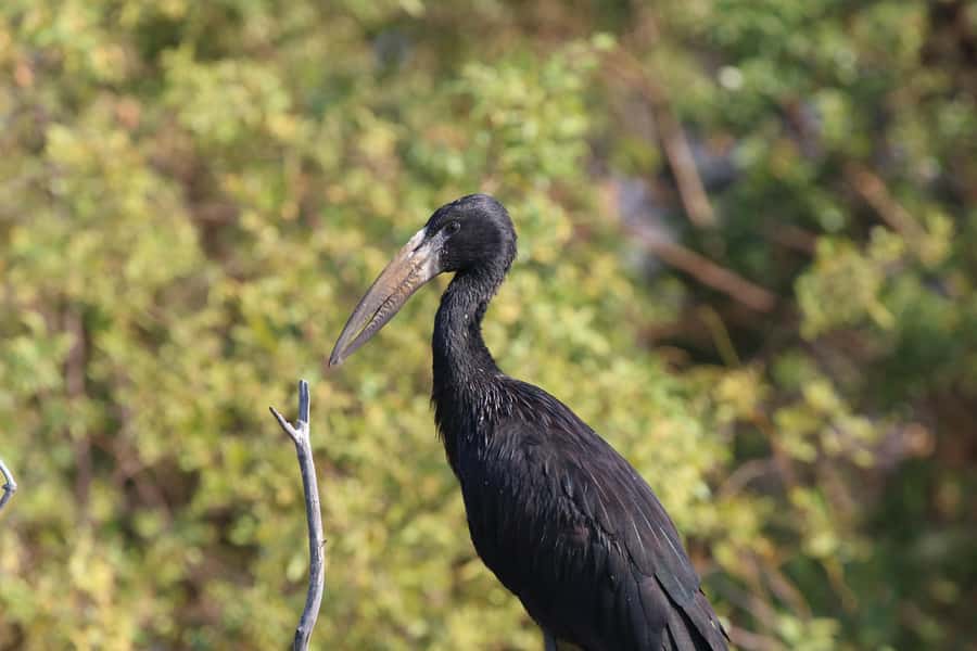Victoria Falls: Private Zambezi River Birdwatching Safari - A Private Morning on the Zambezi