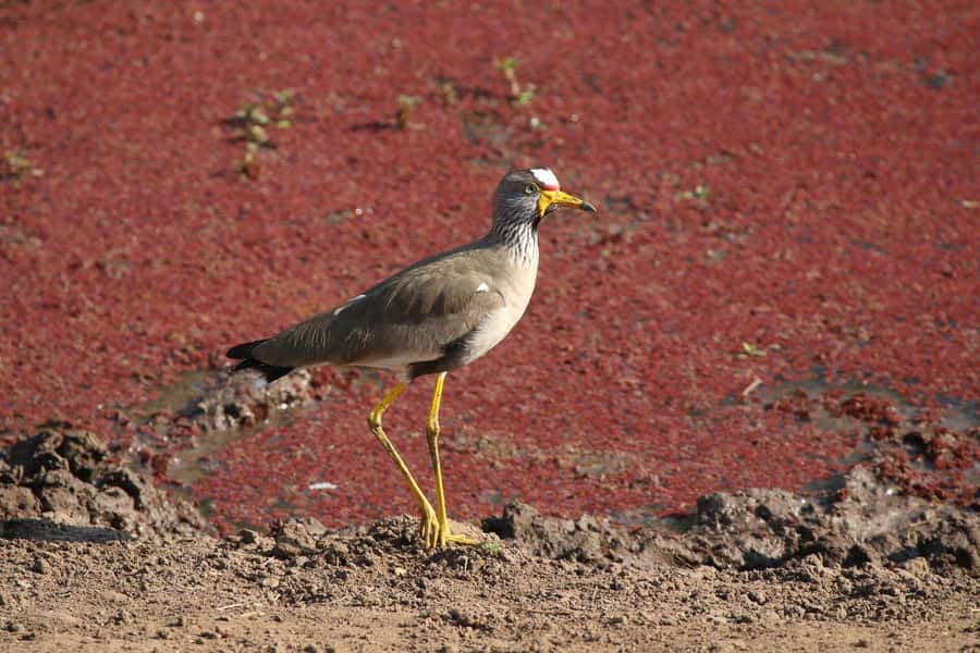Victoria Falls: Private Zambezi River Birdwatching Safari - Guides Who Shape the Experience