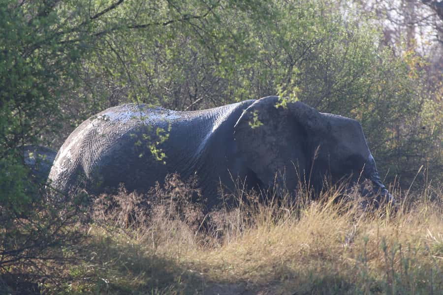 Victoria Falls: Private Zambezi River Birdwatching Safari - Timing, Weather, and What to Pack