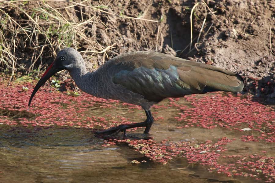 Victoria Falls: Private Zambezi River Birdwatching Safari - Is $80 a Fair Price?