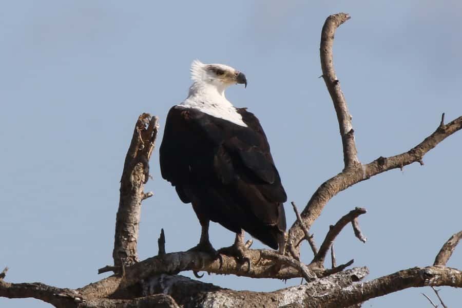 Victoria Falls: Private Zambezi River Birdwatching Safari - How Many Birds Can You Expect?