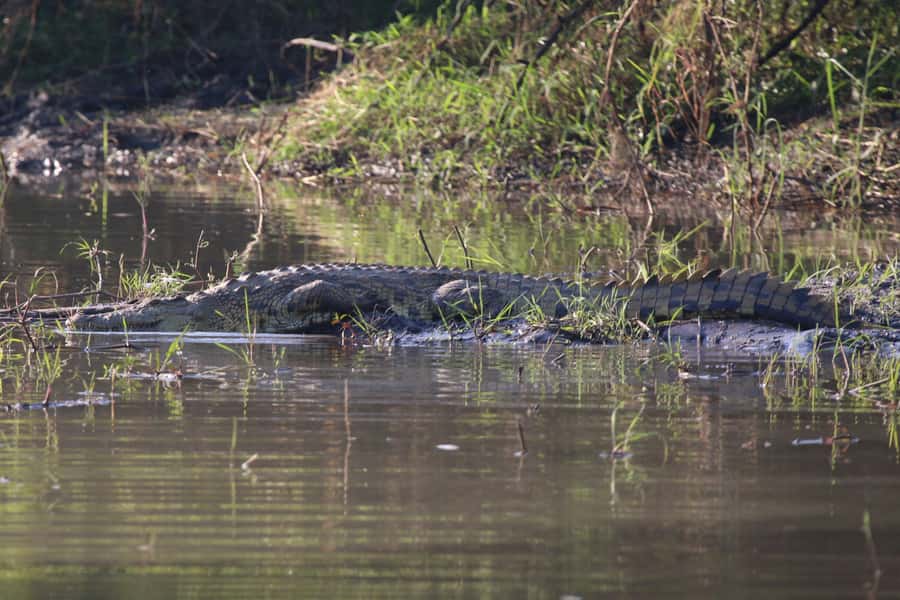 Victoria Falls: Private Zambezi River Birdwatching Safari - Who Should Book This Zambezi Safari?