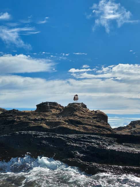 Vila Franca do Campo: Marine Life & Bird Watching & Islet Tour - Starting at Rua da Marina with a small crew