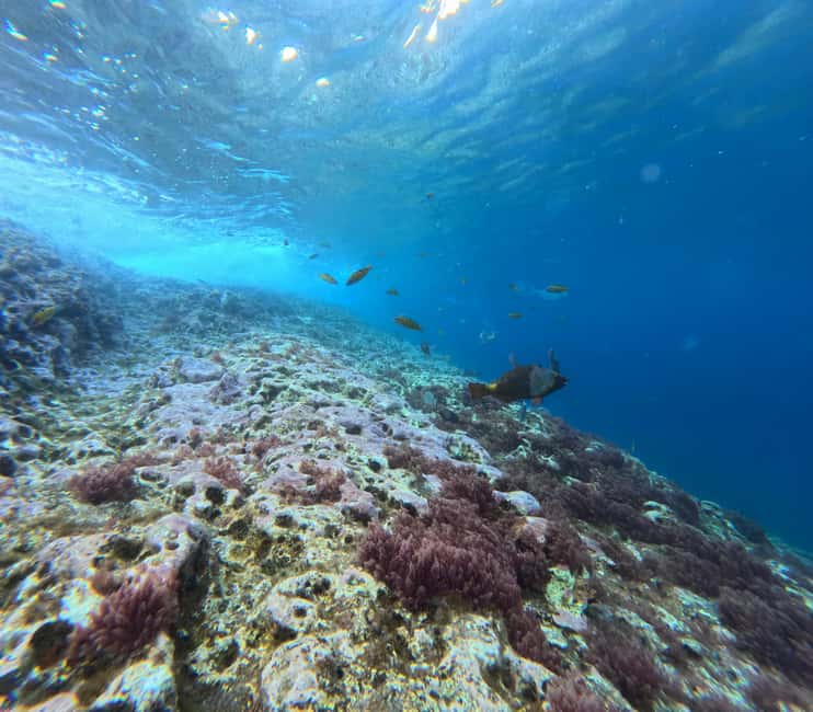 Vila Franca do Campo: Marine Life & Bird Watching & Islet Tour - Practical tips for a better outing