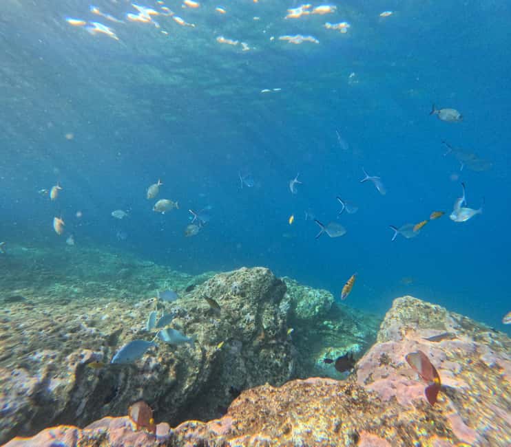 Vila Franca do Campo: Marine Life & Bird Watching & Islet Tour - Should you book the Vila Franca do Campo Islet tour?