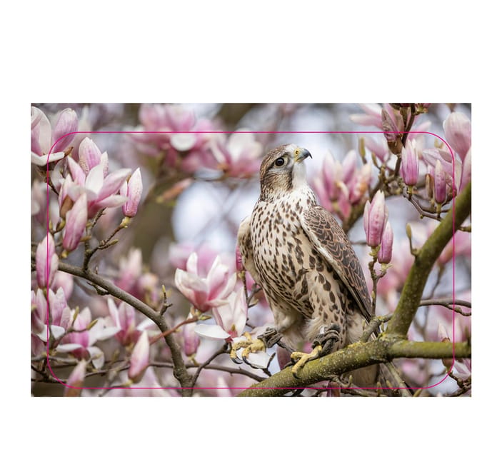 VIP falconry taster session - A one-hour introduction to falconry