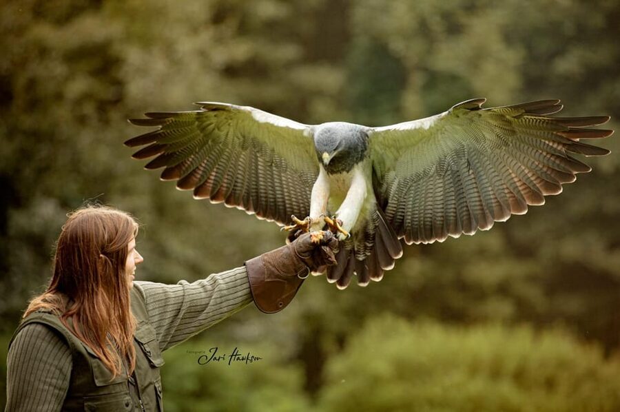 VIP falconry taster session - Eagles, owls, and falcons up close