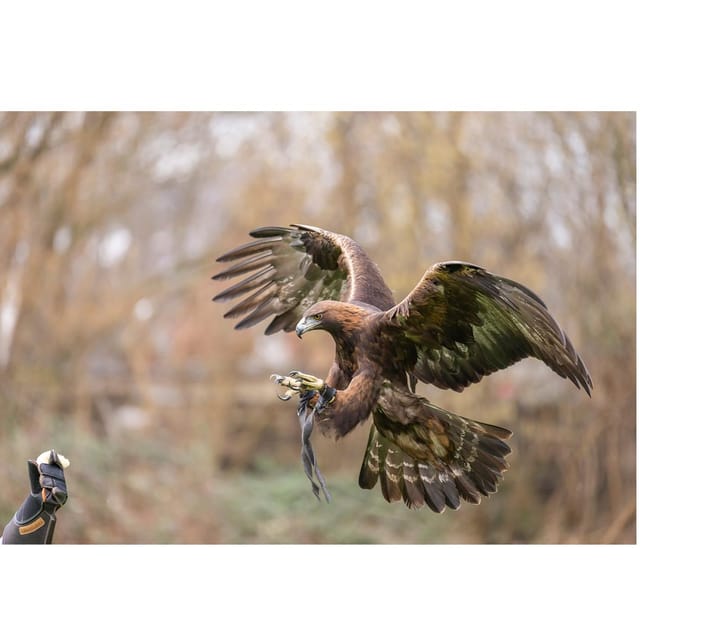 VIP falconry taster session - Who should book this session