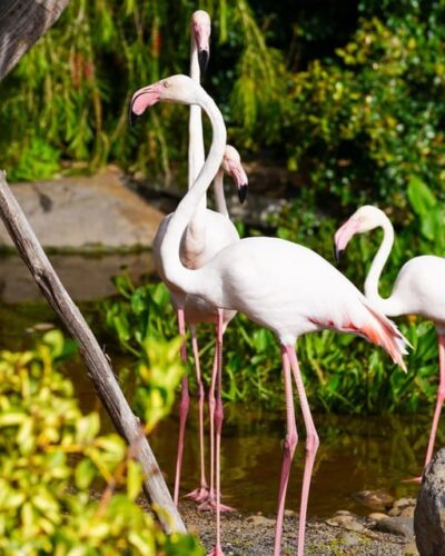 Visit to Madeira Bird Island