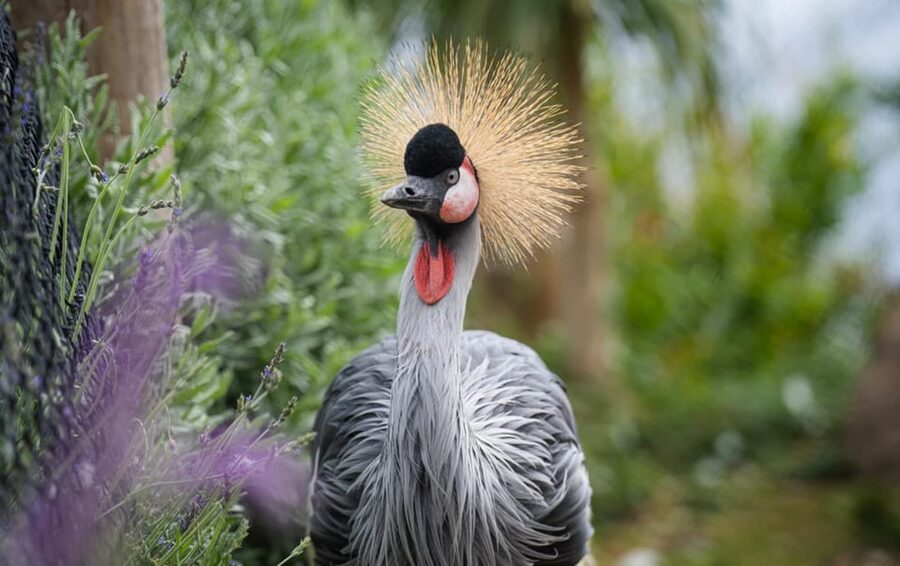 Visit to Madeira Bird Island - How much time should you allow?
