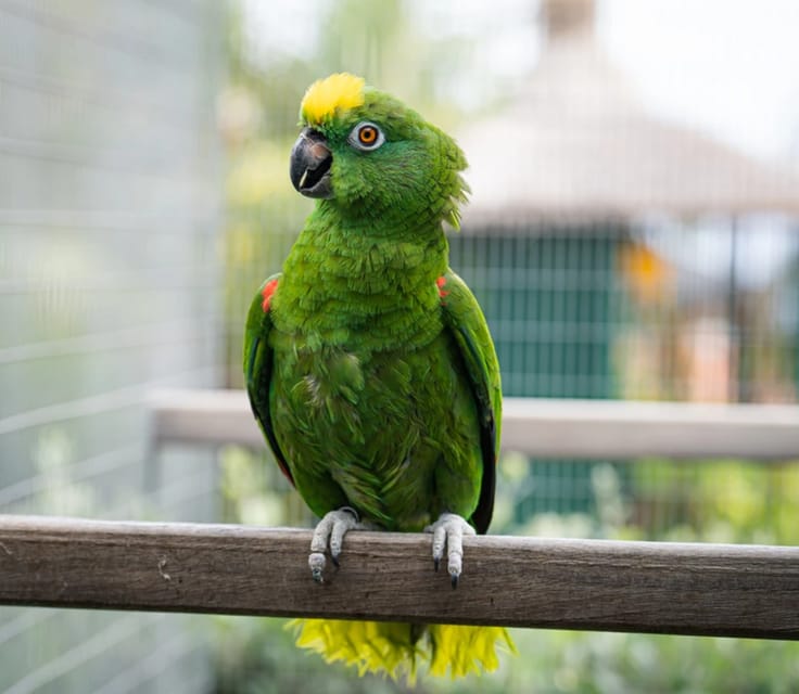 Visit to Madeira Bird Island - Price, booking, and practical value