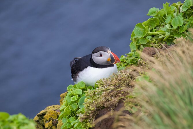 Volcanic Vistas & Puffin Paradise ATV Tour - Key points to know before you book