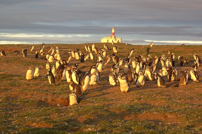 Walk alongside Penguins on Magdalene Island and navigate Marta Island - Why Isla Magdalena is worth the early alarm