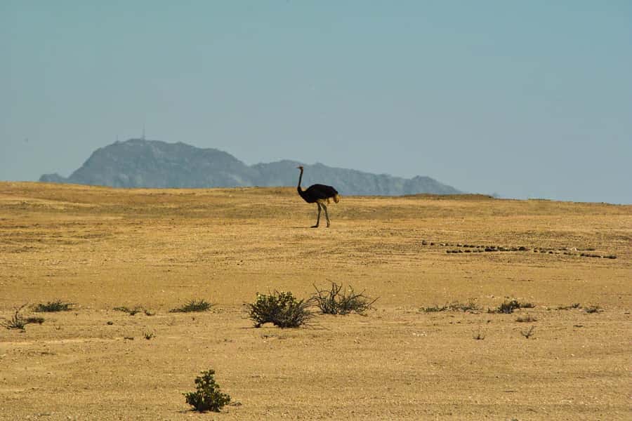 Walvis Bay Shore Excursion: Flamingos, Dune 7, Swakopmund - From the cruise port to Walvis Bay Lagoon