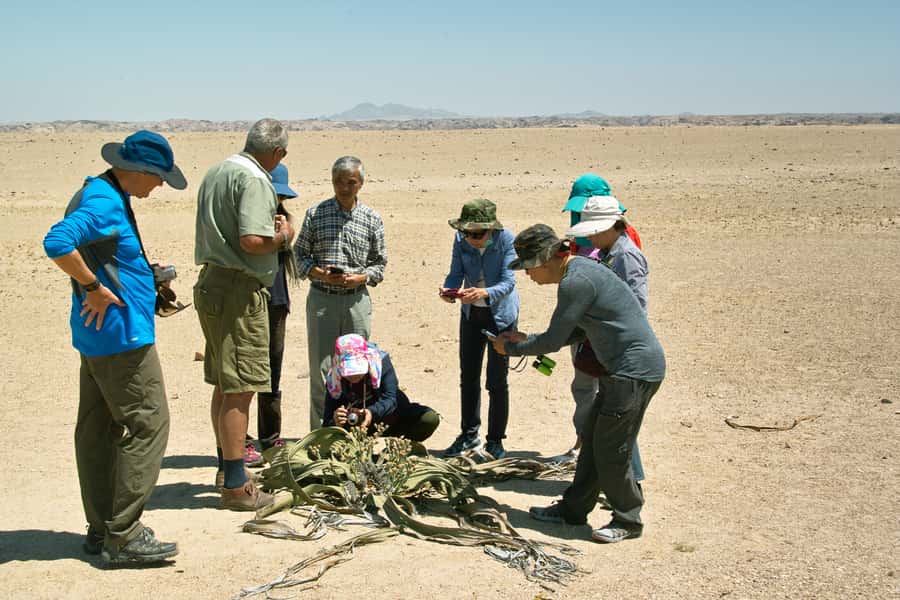 Walvis Bay Shore Excursion: Flamingos, Dune 7, Swakopmund - The Welwitschia plant and the Moon Landscape