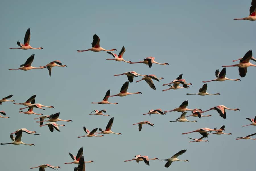 Walvis Bay Shore Excursion: Flamingos, Dune 7, Swakopmund - Lunch at Goanikontes Oasis