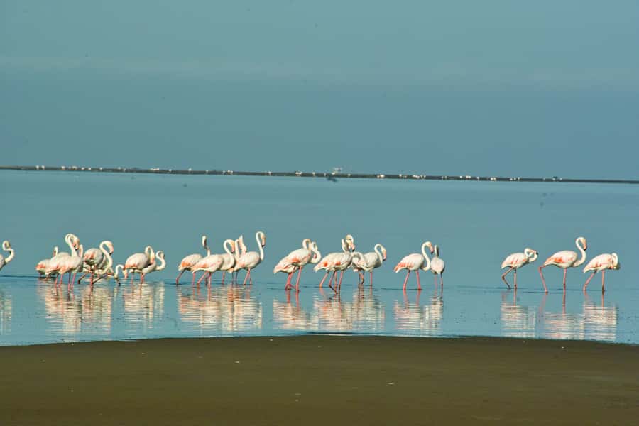 Walvis Bay Shore Excursion: Flamingos, Dune 7, Swakopmund - Guides, vehicles, and the feel of the day