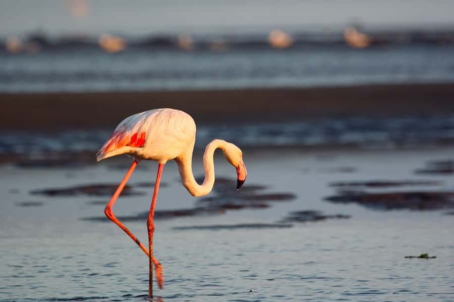 Walvis Bay Shore Excursion: Flamingos, Dune 7, Swakopmund - Is the $200 price fair?