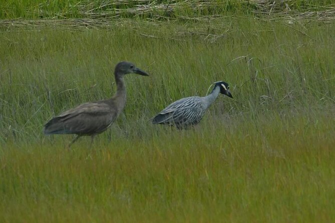 Wetlands Safari Eco-Cruise in Cape May (Osprey Birding By Boat) - Leaving from 1212 Wilson Drive at 10 a.m.