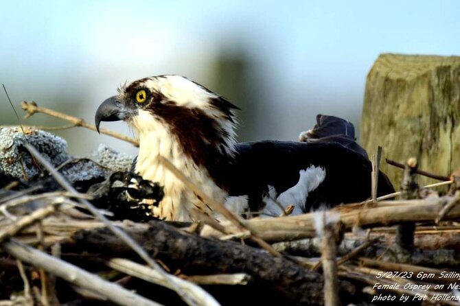 Wetlands Safari Eco-Cruise in Cape May (Osprey Birding By Boat) - The birds and wildlife you might spot