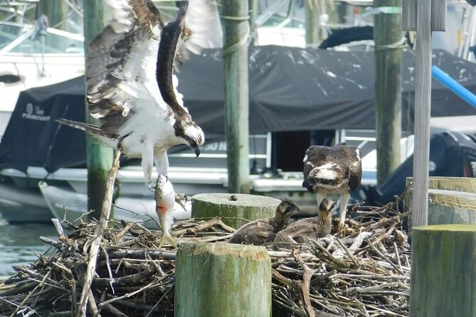 Wetlands Safari Eco-Cruise in Cape May (Osprey Birding By Boat) - How the $38 price compares with the experience