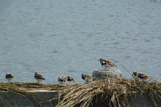 Wetlands Safari Eco-Cruise in Cape May (Osprey Birding By Boat) - What happens once the boat reaches the back bays