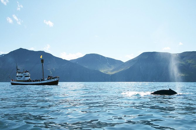 Whale and Puffin Watching around Skjálfandi Bay from Husavik - Quick points before you book