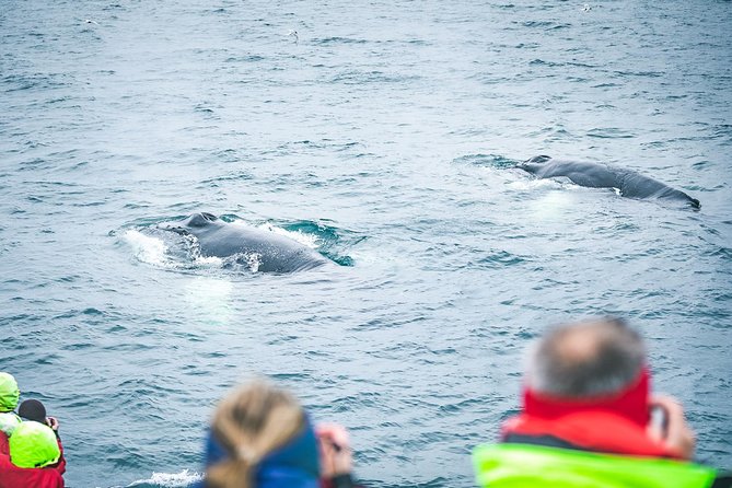 Whale and Puffin Watching around Skjálfandi Bay from Husavik - What you may see in Skjálfandi Bay