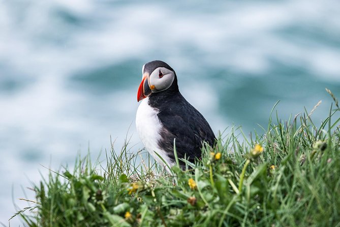 Whale and Puffin Watching around Skjálfandi Bay from Husavik - How the group size affects your view