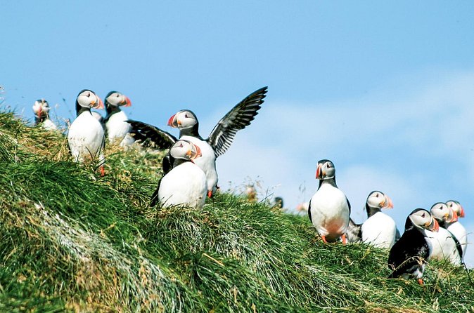 Whale and Puffin Watching around Skjálfandi Bay from Husavik - The value of $139.08