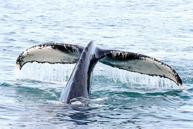 Whale and Puffin Watching around Skjálfandi Bay from Husavik - Weather, cancellations, and changing plans