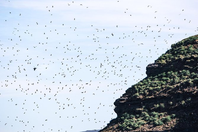 Whale and Puffin Watching around Skjálfandi Bay from Husavik - Who will enjoy this cruise most