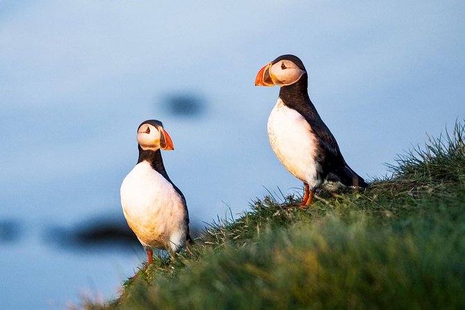 Whale and Puffin Watching around Skjálfandi Bay from Husavik - Puffin Island and the reality of distance