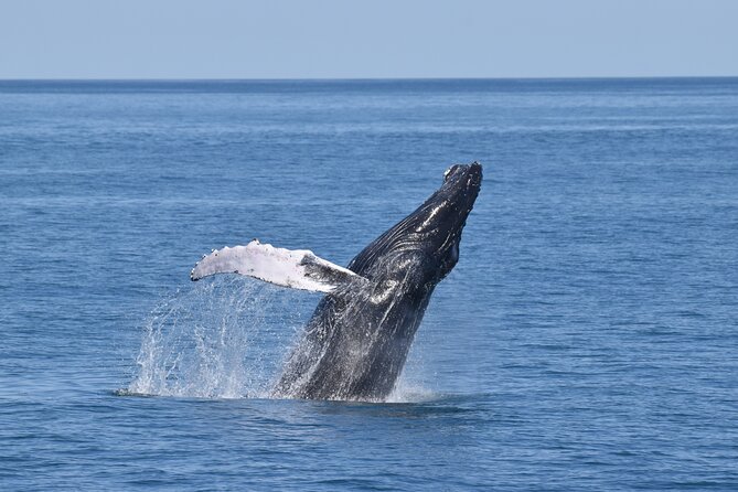 Whale Dolphin and Bird Watching Ecotour Cruise - Quick points before you book