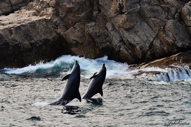 Whale, Dolphin & Penguin Island Cruise - Dolphins that come to the bow