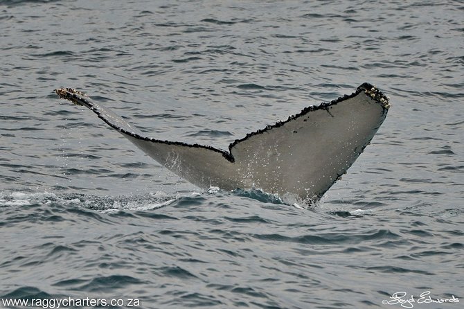 Whale, Dolphin & Penguin Island Cruise - St. Croix Island and its African penguins