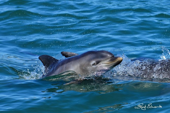 Whale, Dolphin & Penguin Island Cruise - Why the small boat makes a difference