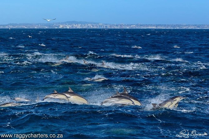 Whale, Dolphin & Penguin Island Cruise - A conservation message that feels relevant