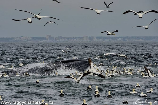 Whale, Dolphin & Penguin Island Cruise - Algoa Bay’s whale season