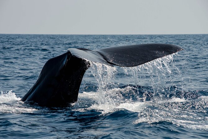 Whale safari with Puffins and Muffins (Andøy, Vesterålen) - Key points before you book
