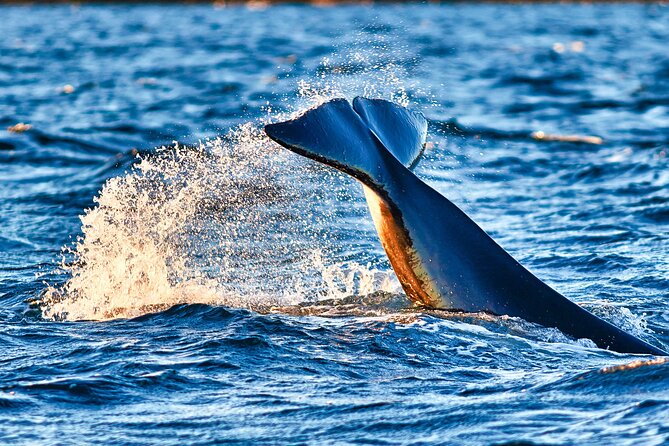Whale safari with Puffins and Muffins (Andøy, Vesterålen) - Starting at Bleik Marina