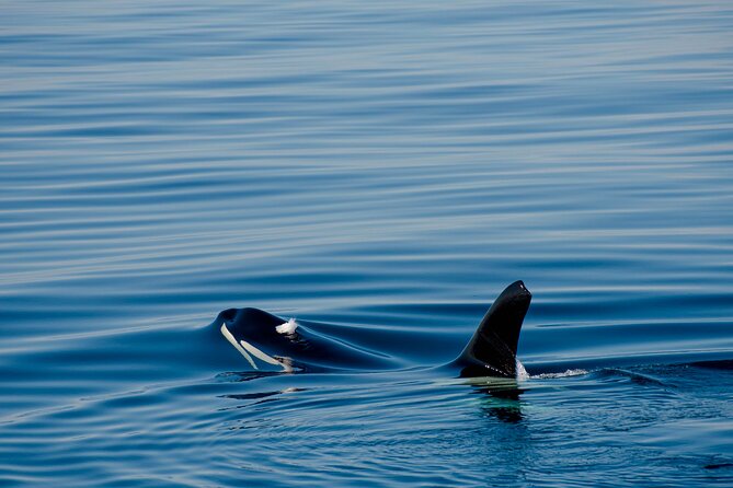 Whale safari with Puffins and Muffins (Andøy, Vesterålen) - The midnight sun factor
