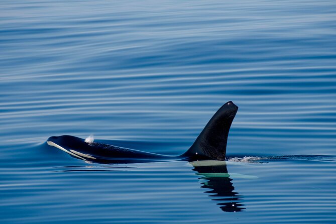 Whale safari with Puffins and Muffins (Andøy, Vesterålen) - Friendly English-speaking hosts